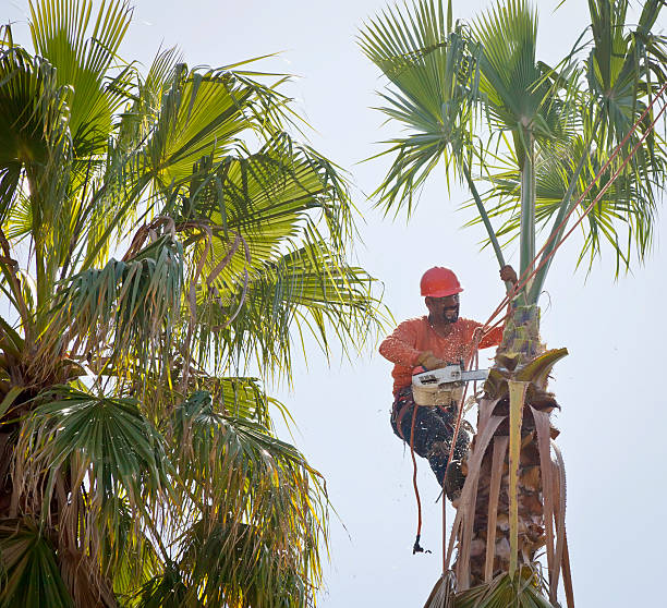 How Our Tree Care Process Works  in  Fort Salonga, NY