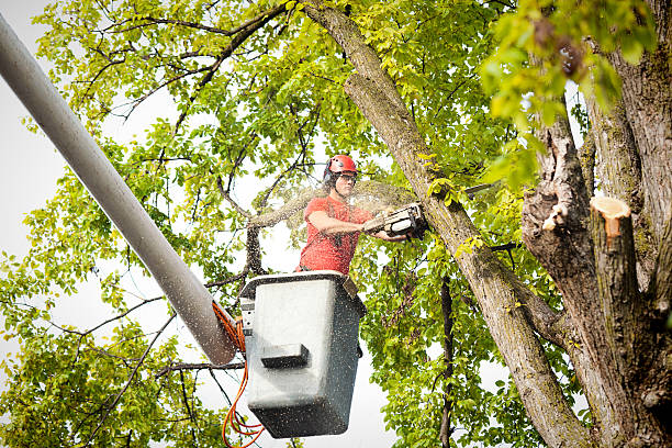 Reliable Fort Salonga, NY Tree Care Services Solutions